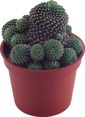 仙人球