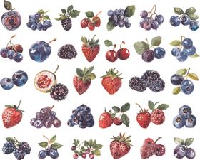 浆果插图