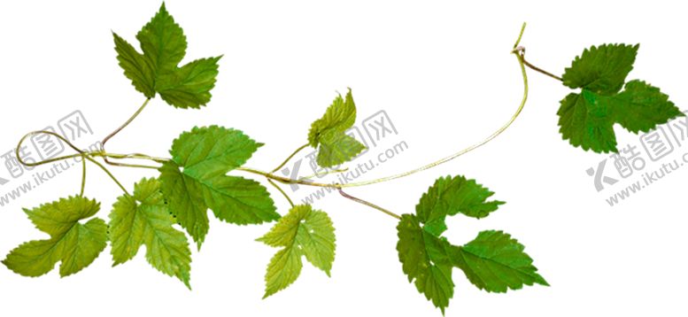 编号：68529110060558495245【酷图网】源文件下载-绿色装饰