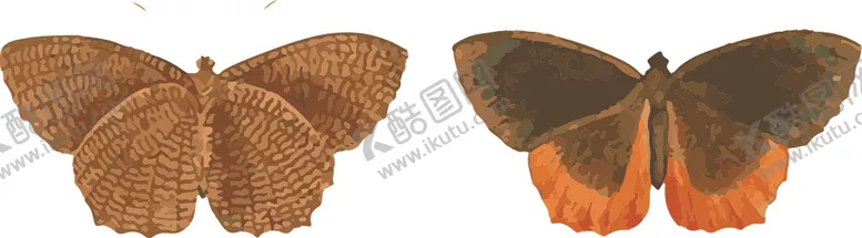 编号：13236606272129426149【酷图网】源文件下载-蝴蝶昆虫插画