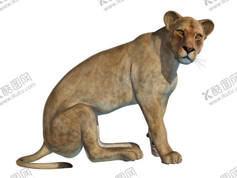 编号：51112206241243127639【酷图网】源文件下载-狮子
