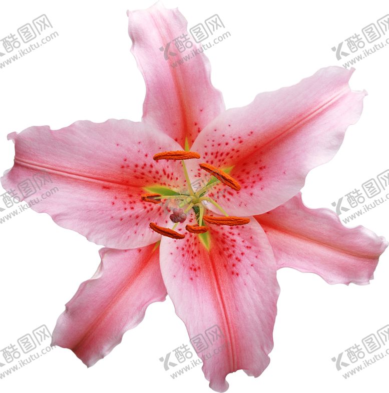 编号：93133209260135465843【酷图网】源文件下载-百合