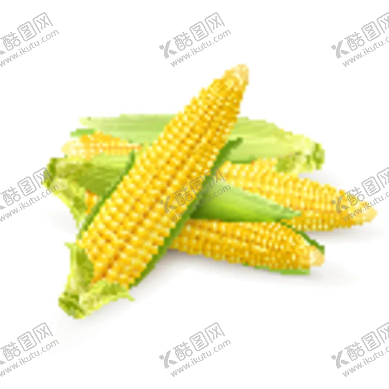 编号：35319912122052373558【酷图网】源文件下载-玉米特写