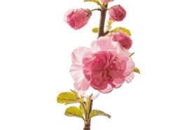 花卉