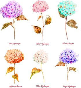 鲜花素材纺织印朵郁金香
