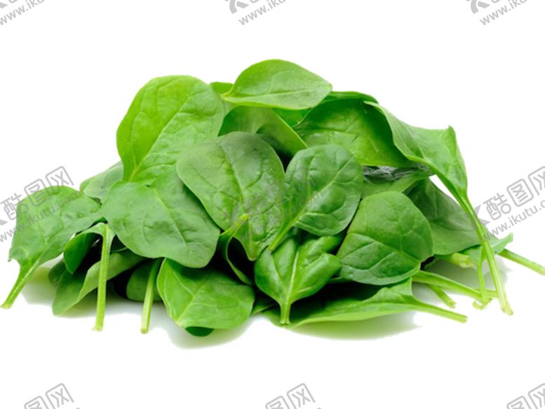 编号：32295310130119556643【酷图网】源文件下载-菠菜