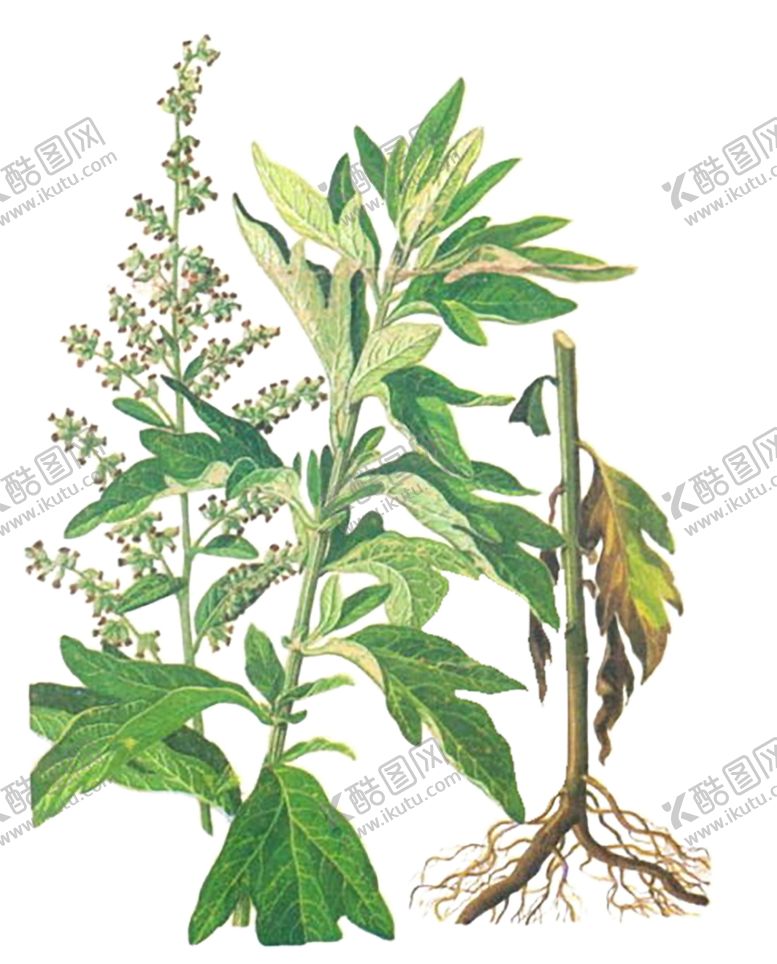 编号：88856710061320367766【酷图网】源文件下载-绿色装饰