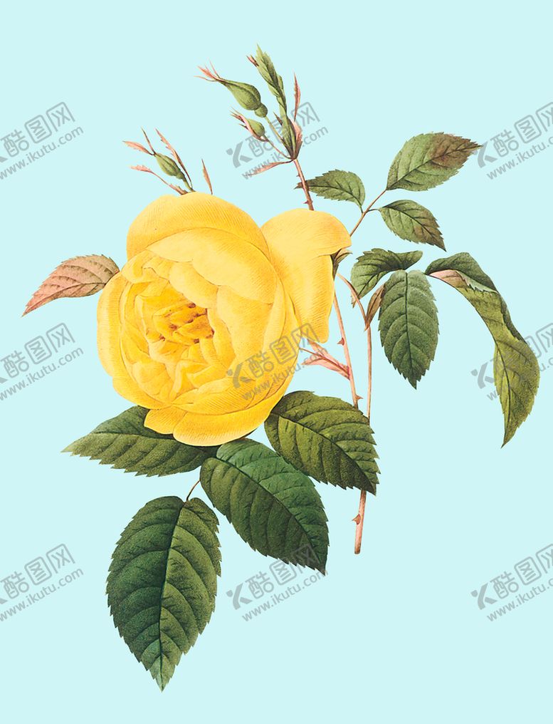 编号：70329609210301190243【酷图网】源文件下载-手绘玫瑰花 