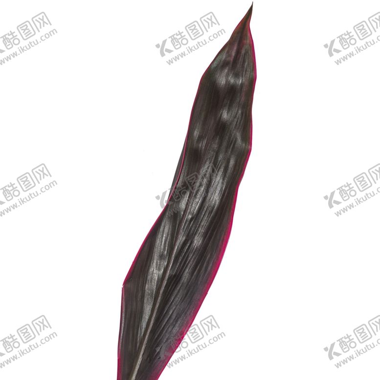 编号：18579810291518069829【酷图网】源文件下载-树叶