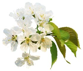 樱花创意绘画图案