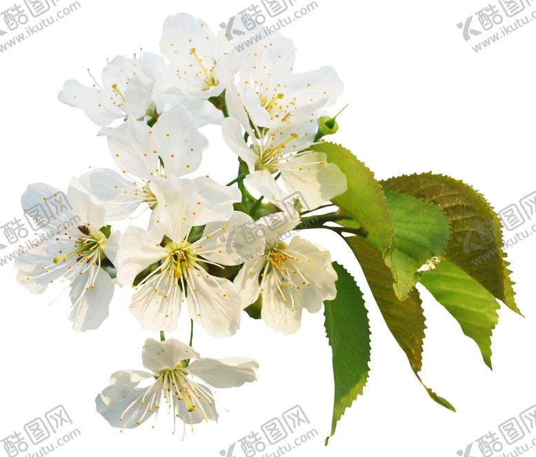 编号：68400811010819174175【酷图网】源文件下载-樱花创意绘画图案