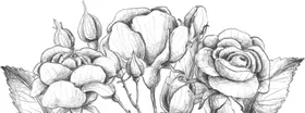 玫瑰花素叶片描绘画