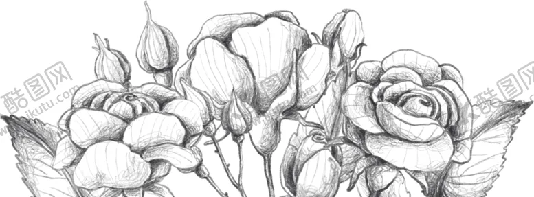 编号：25165110012120449182【酷图网】源文件下载-玫瑰花素叶片描绘画