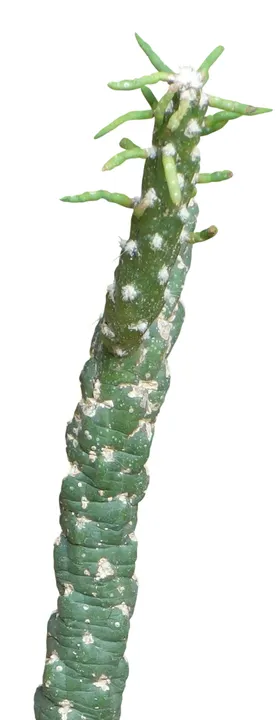 免扣扁平风花卉植物元素素材