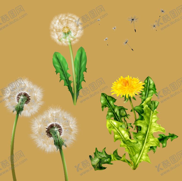 编号：61092201252222059751【酷图网】源文件下载-蒲公英