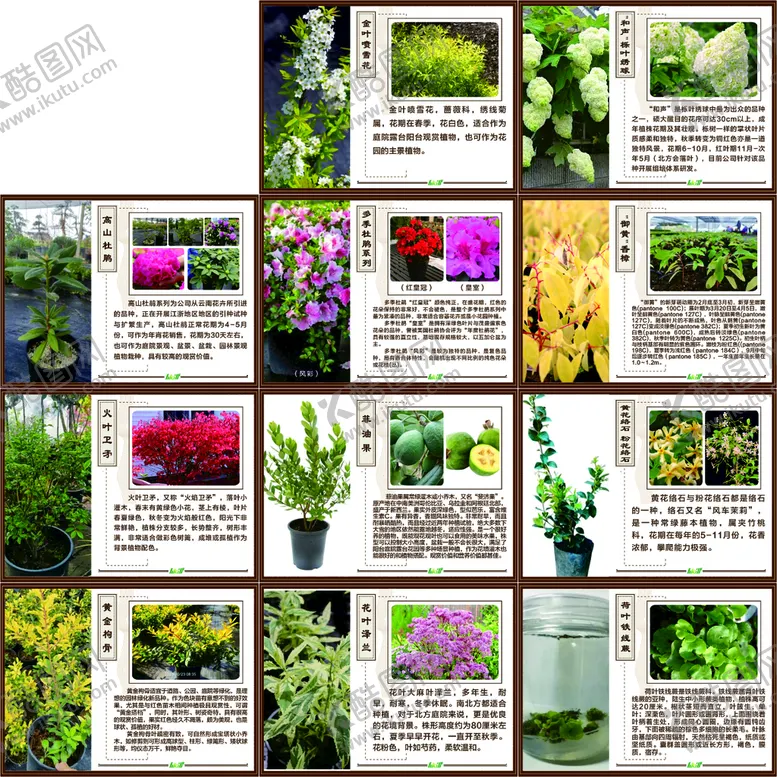 编号：77579301251411394821【酷图网】源文件下载-植物简介