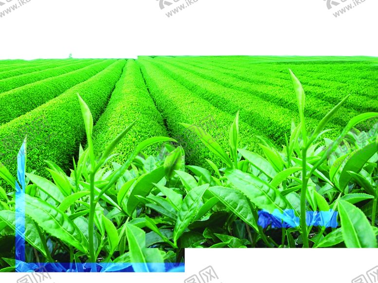 编号：59646509151759195745【酷图网】源文件下载-茶叶