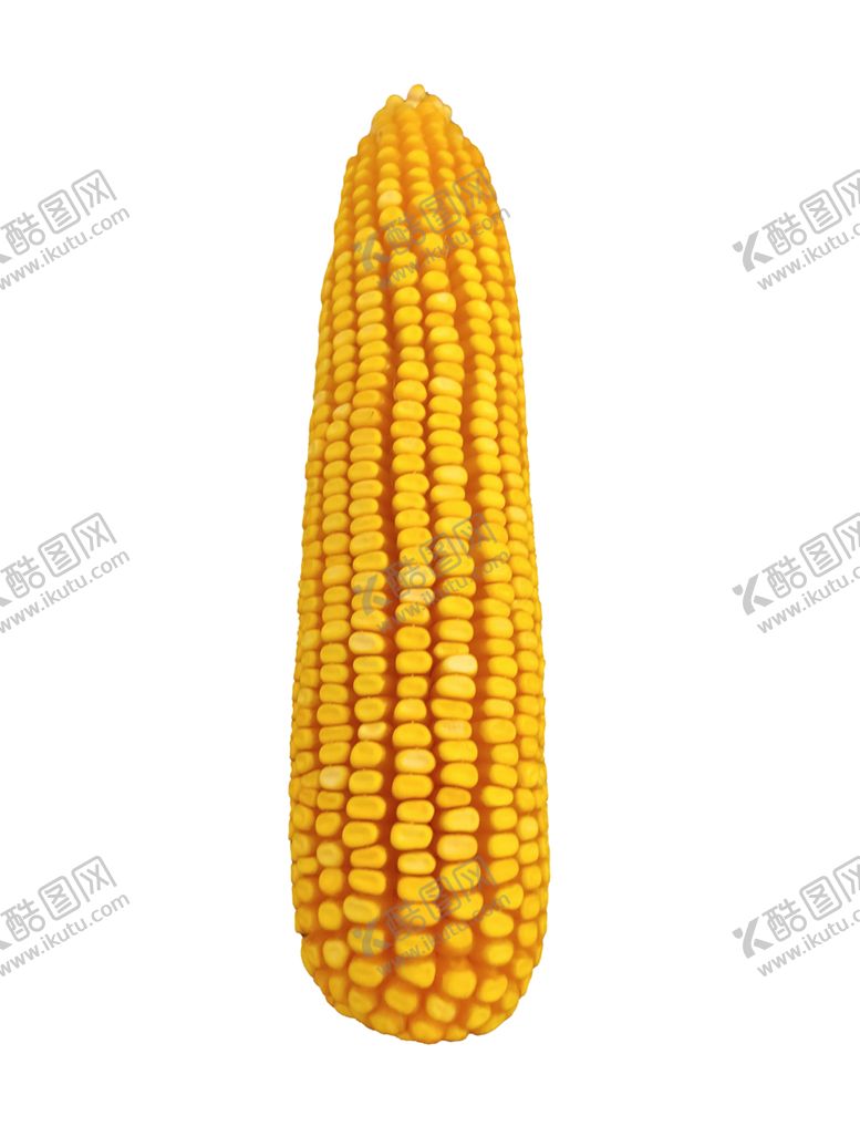 编号：40930612181700416810【酷图网】源文件下载-玉米棒子