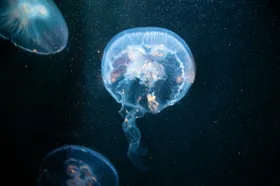 海底世界洋生物摄影生物
