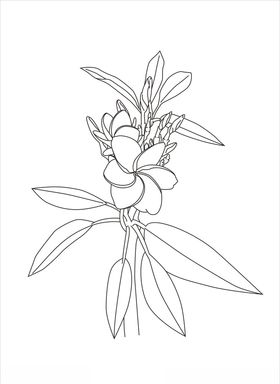 鸡蛋花