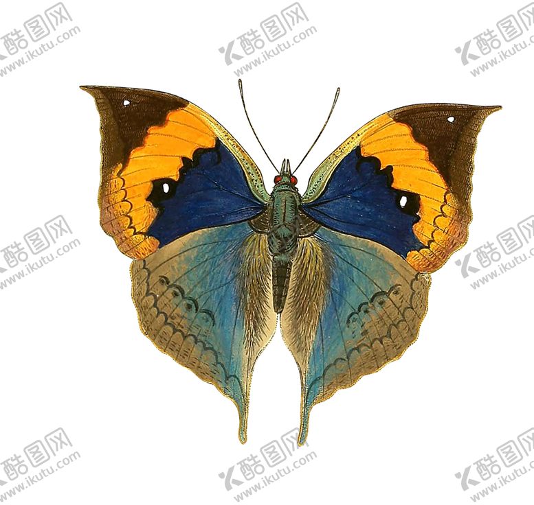 编号：80779201211331094267【酷图网】源文件下载-蝴蝶昆虫