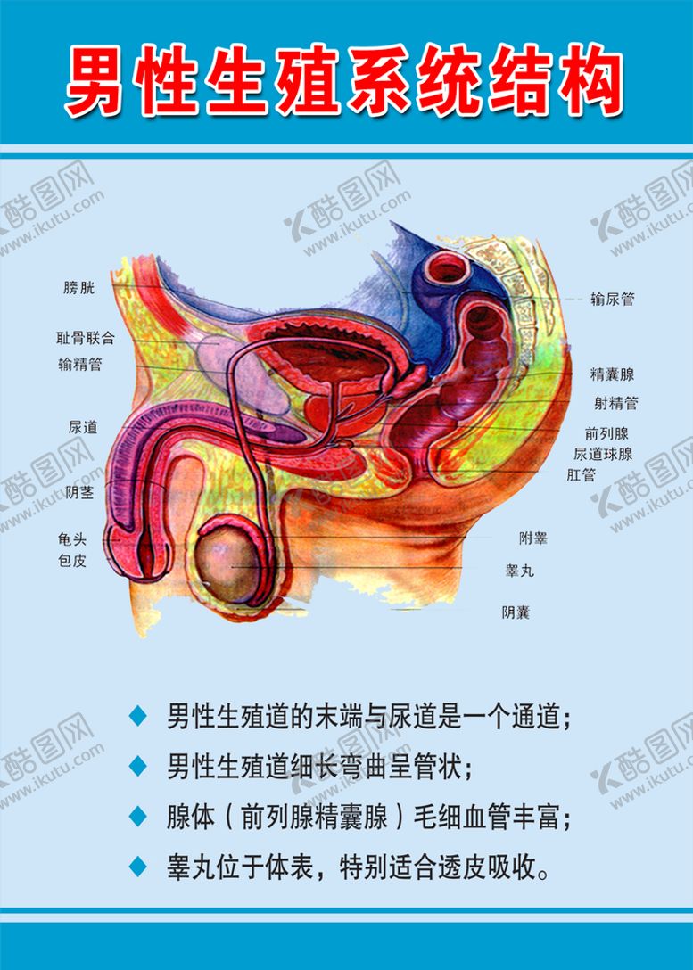编号：71257310261927132602【酷图网】源文件下载-男性生殖系统结构