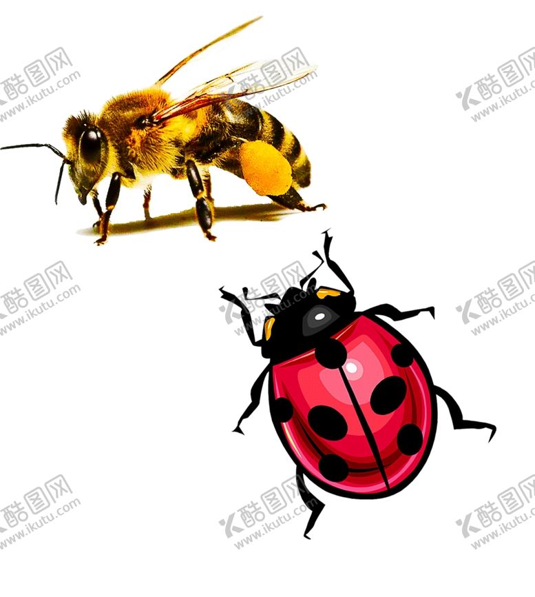 编号：31524301291921156387【酷图网】源文件下载-七星瓢虫