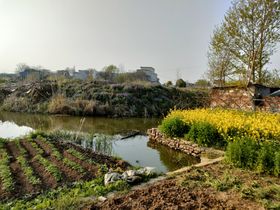 油菜花田农田乡村田间风景图片