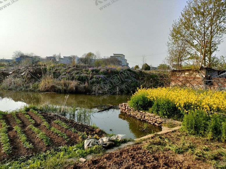 编号：65024809121726018432【酷图网】源文件下载-油菜花田农田乡村田间地头农田菜地