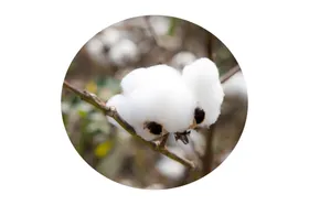 棉花