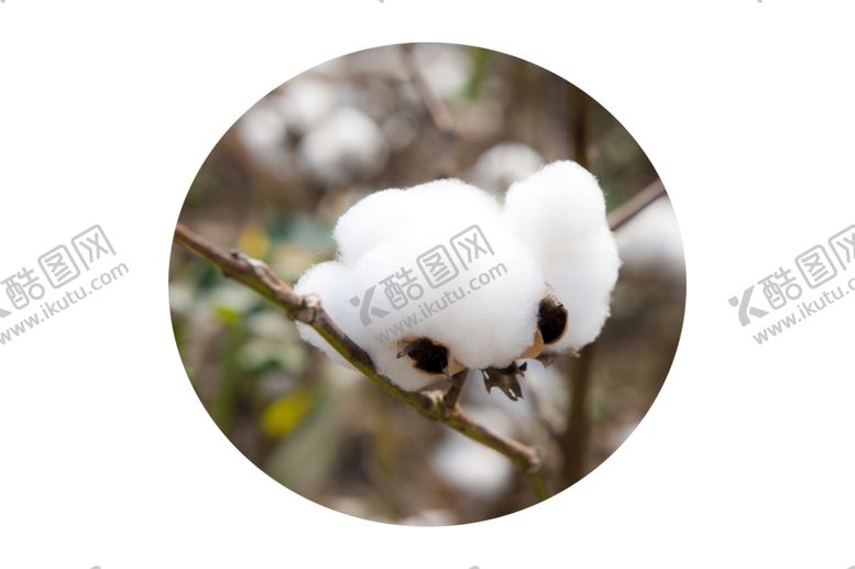 编号：29934309301943409936【酷图网】源文件下载-棉花