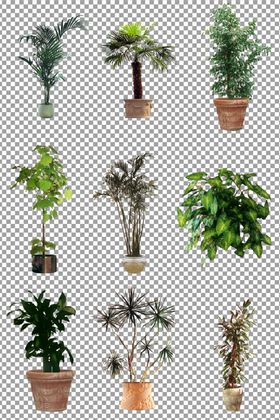 绿色植物盆栽