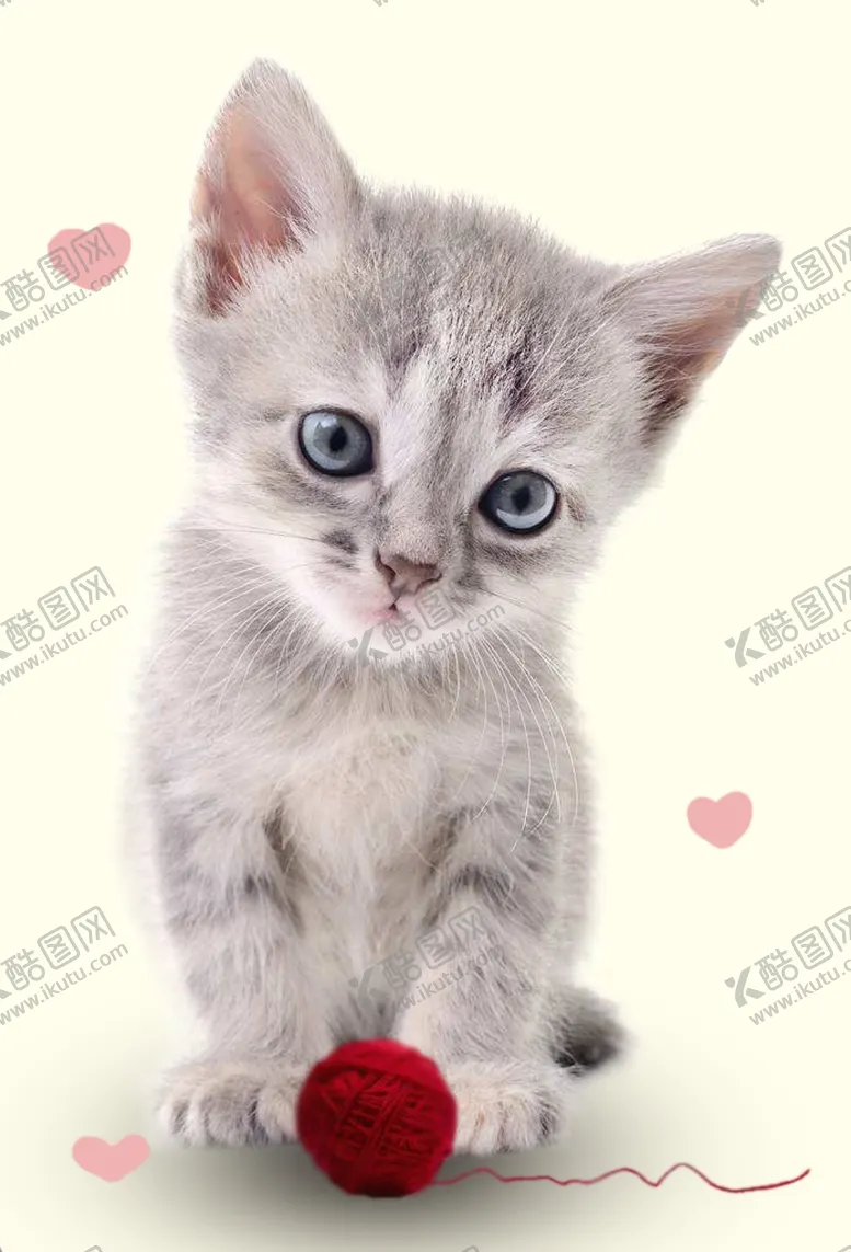 编号：92305306291429017503【酷图网】源文件下载-猫咪