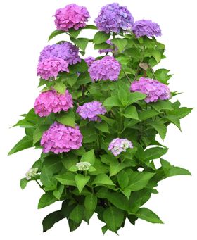 矮花卉