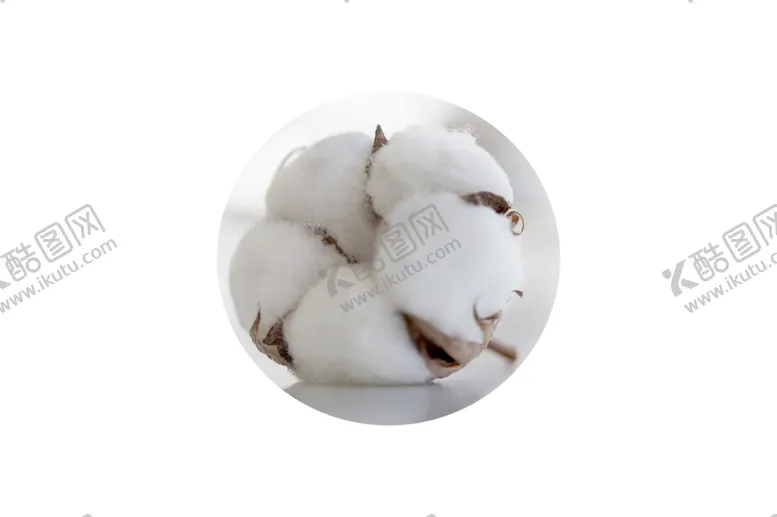 编号：83044909101313441319【酷图网】源文件下载-棉花