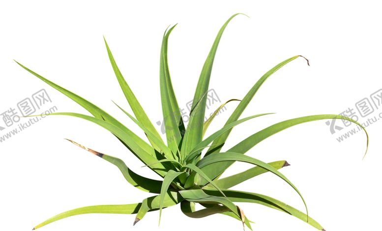 编号：12368509120317034695【酷图网】源文件下载-免扣植物素材