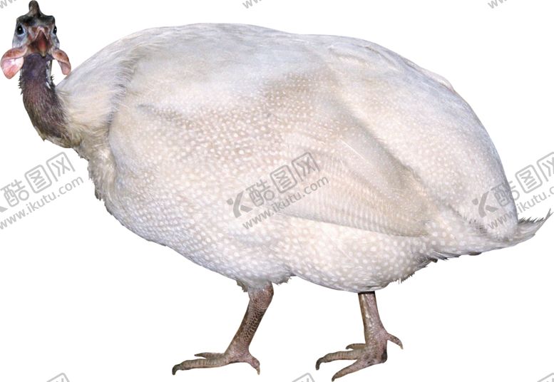 编号：18351209250010367159【酷图网】源文件下载-家禽火鸡图案