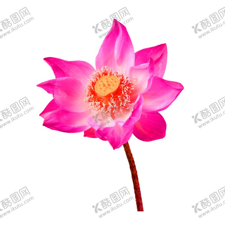 编号：86910710100303185780【酷图网】源文件下载-花素材