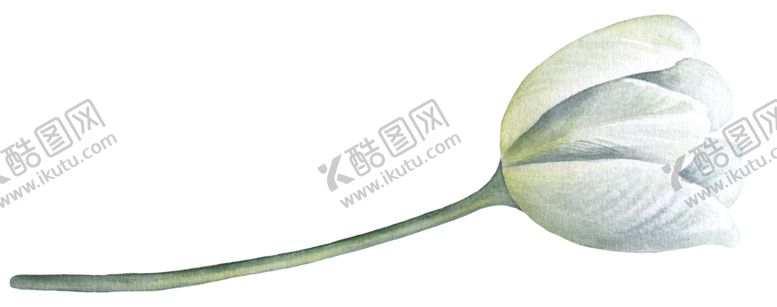 编号：43211409260612238455【酷图网】源文件下载-水彩植物