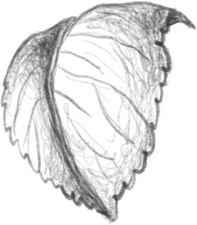 玫瑰花素叶片描绘画