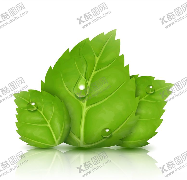 编号：14630109210107282848【酷图网】源文件下载-树叶