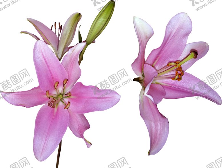 编号：33143409291141476485【酷图网】源文件下载-百合