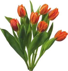 鲜花