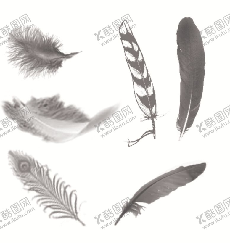 编号：65625709182009535579【酷图网】源文件下载-羽毛