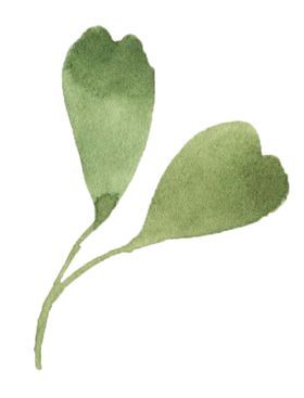 手绘植物花卉