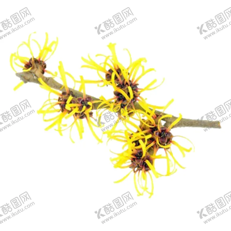 编号：84950906301958506243【酷图网】源文件下载-桂花素材
