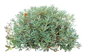 树叶绿叶植物免扣素材