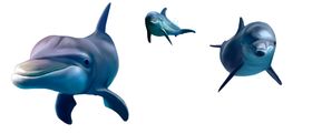 海豚