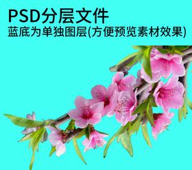 红玫瑰花PNG免扣鲜花素材