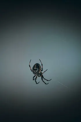 蜘蛛虫类网摄影生物世界